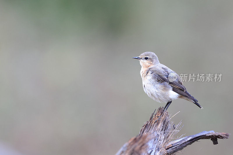 画眉鸟:成年北方麦穗或麦穗(Oenanthe Oenanthe)。